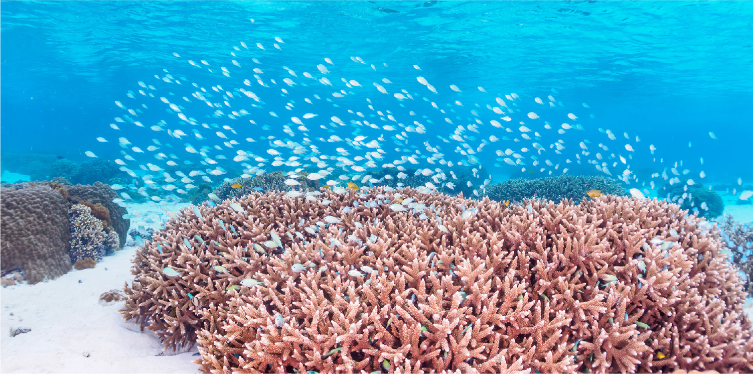 透明度の高い綺麗な海の中の珊瑚に小魚が群がっている様子